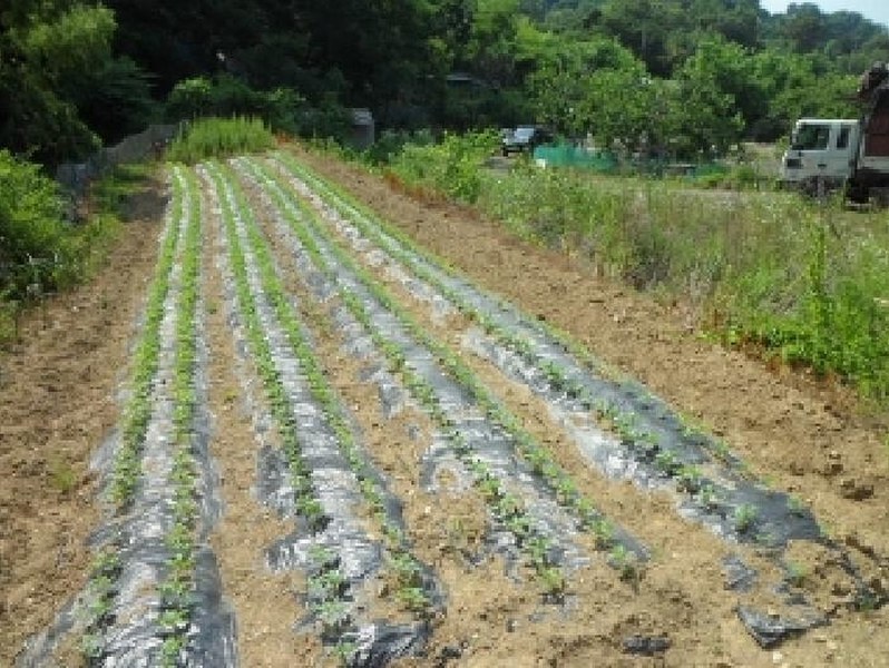 2025타경1211 대구광역시 달성군 화원읍 구라리 955 농지 경매 이미지
