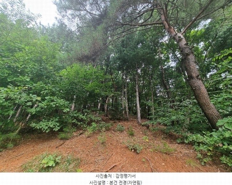 2024타경79989 경기도 남양주시 진접읍 팔야리 산115-1 임야 경매 이미지