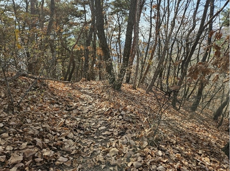 2024타경85663 경기도 남양주시 호평동 산62 임야 경매 이미지