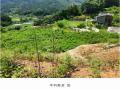 2024타경75406 경기도 가평군 청평면 상천리 635-3 임야 경매 이미지