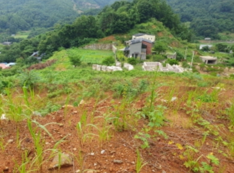 2024타경75406 경기도 가평군 청평면 상천리 635-3 임야 경매 이미지