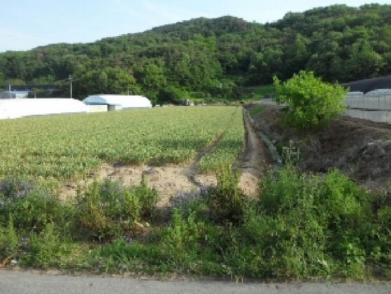 2025타경928 경상북도 고령군 다산면 송곡리 1883 농지 경매 이미지