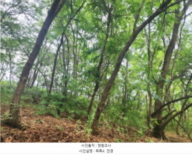 2024타경552410 인천광역시 강화군 화도면 동막리 207-6 임야 경매 이미지