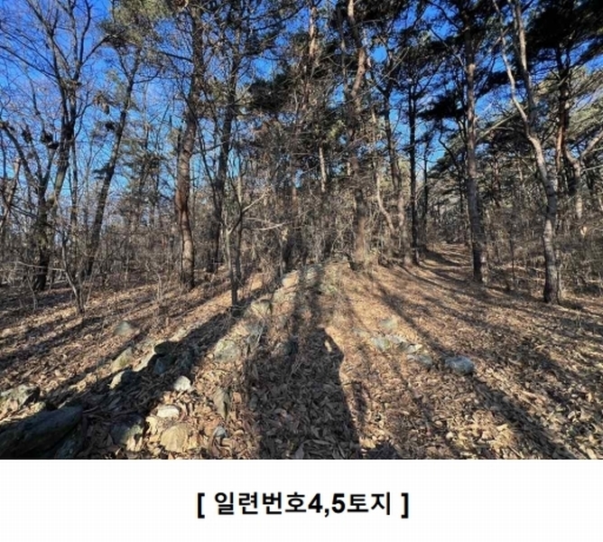 2024타경16907 인천광역시 강화군 하점면 창후리 산5 임야 경매 이미지