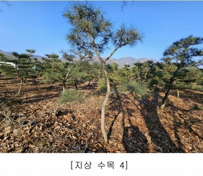 2023타경18081 인천광역시 강화군 양도면 인산리 8-2 농지 경매 이미지