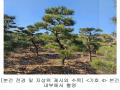 2023타경18081 인천광역시 강화군 양도면 인산리 8-2 농지 경매 이미지
