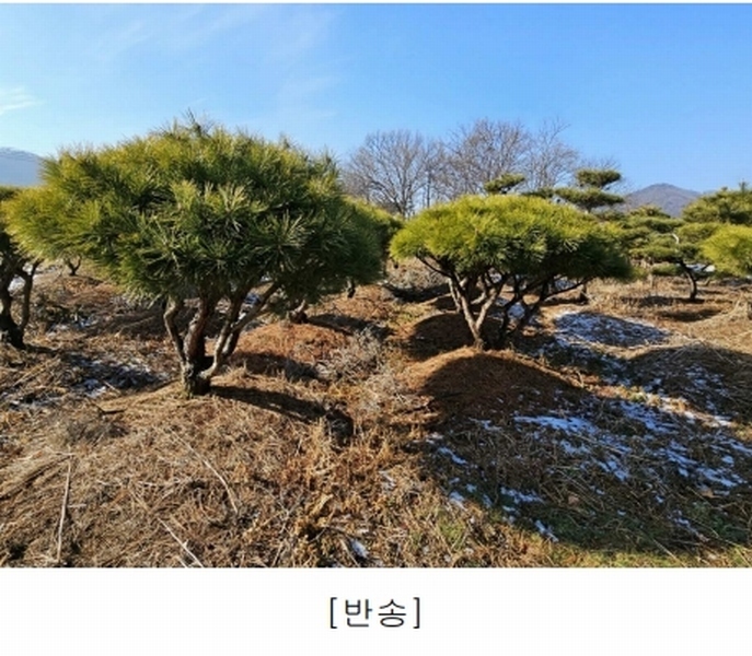 2023타경18081 인천광역시 강화군 양도면 인산리 8-2 농지 경매 이미지