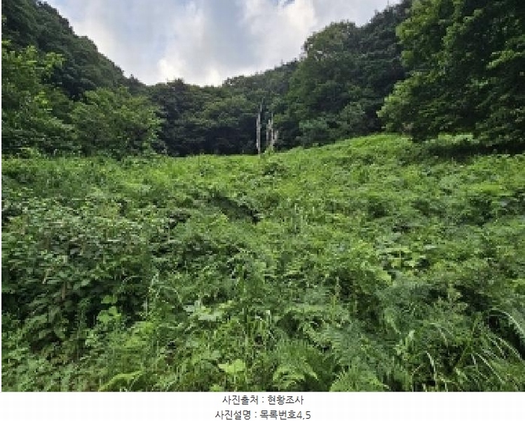 2025타경736 경상남도 하동군 화개면 용강리 산8 임야 경매 이미지