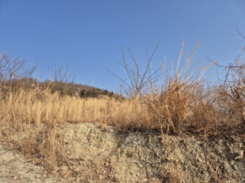 2024타경10091 울산광역시 울주군 온양읍 발리 806-1 임야 경매 이미지