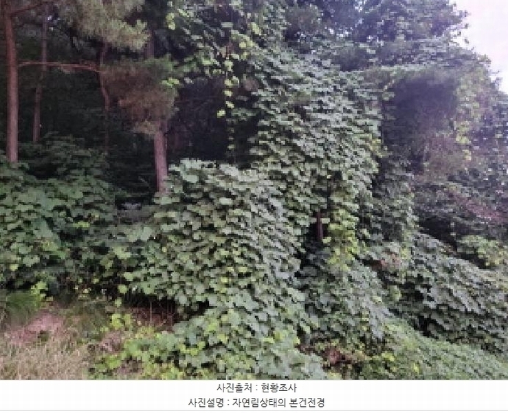 2025타경510745 인천광역시 옹진군 영흥면 외리 741-17 임야 경매 이미지