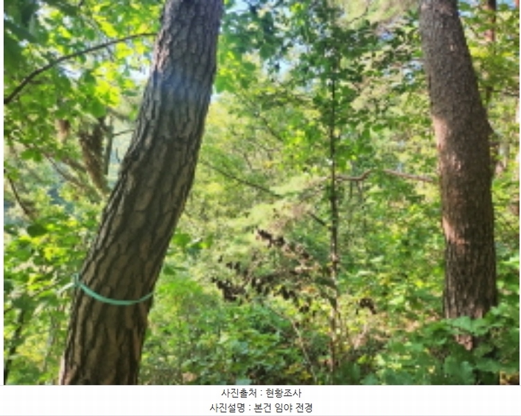 2024타경561728 인천광역시 강화군 양도면 인산리 산43-1 임야 경매 이미지