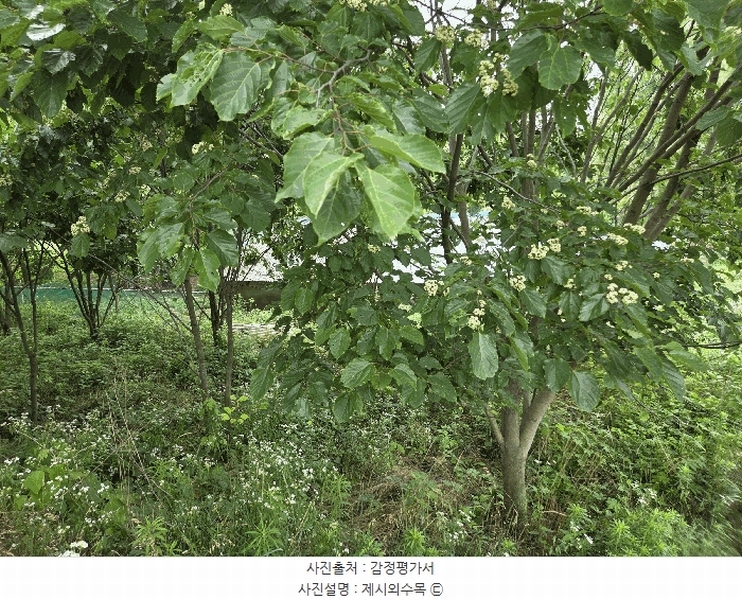 2025타경51421 충청남도 당진시 석문면 삼봉리 251-26 임야 경매 이미지