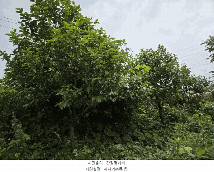 2025타경51421 충청남도 당진시 석문면 삼봉리 251-26 임야 경매 이미지