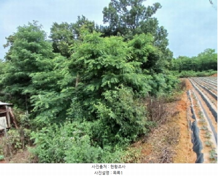 2025타경51421 충청남도 당진시 석문면 삼봉리 251-26 임야 경매 이미지