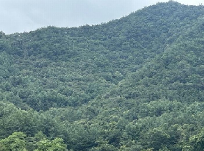 2025타경51440 충청북도 괴산군 청천면 강평리 산7-2 임야 경매 이미지