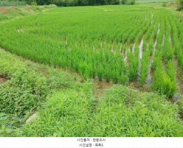 2025타경51447 충청남도 당진시 석문면 통정리 163-2 농지 경매 이미지