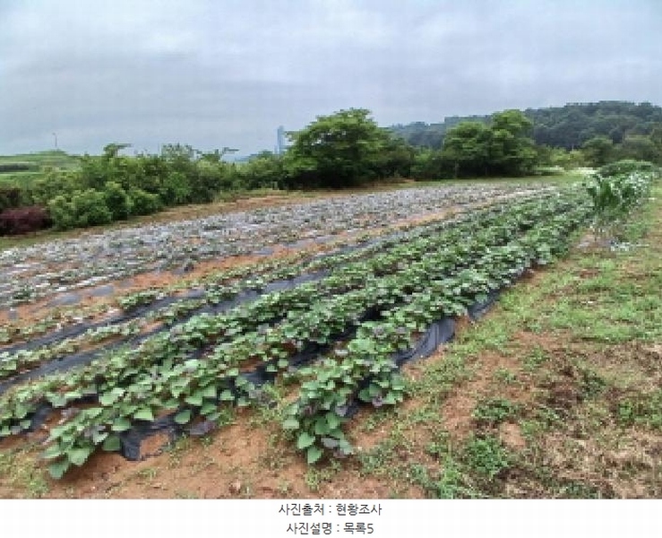 2025타경51447 충청남도 당진시 석문면 통정리 163-2 농지 경매 이미지