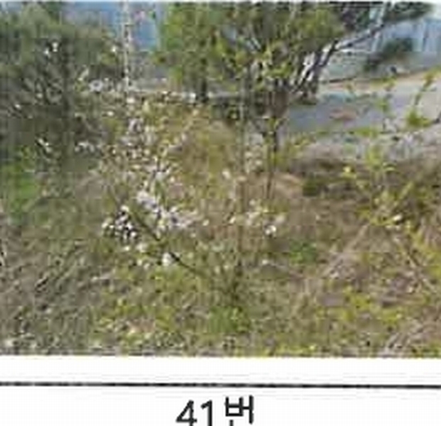 2023타경52576 경기도 용인시 처인구 원삼면 독성리 625 근린주택 경매 이미지