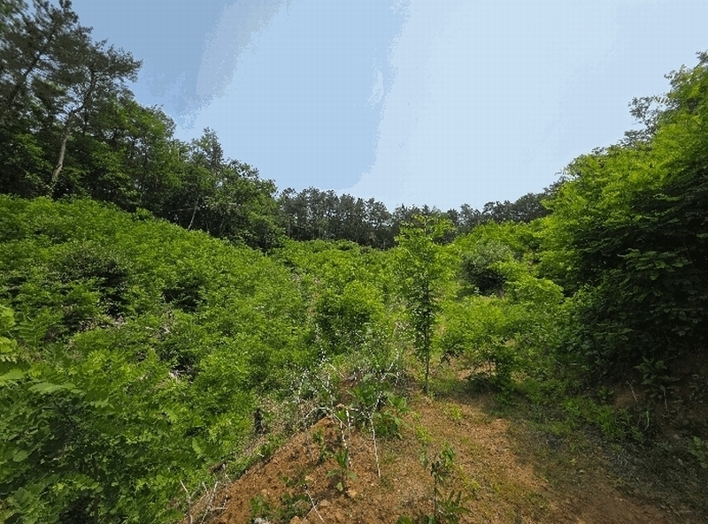 2025타경51259 충청북도 청주시 서원구 현도면 우록리 산30 임야 경매 이미지