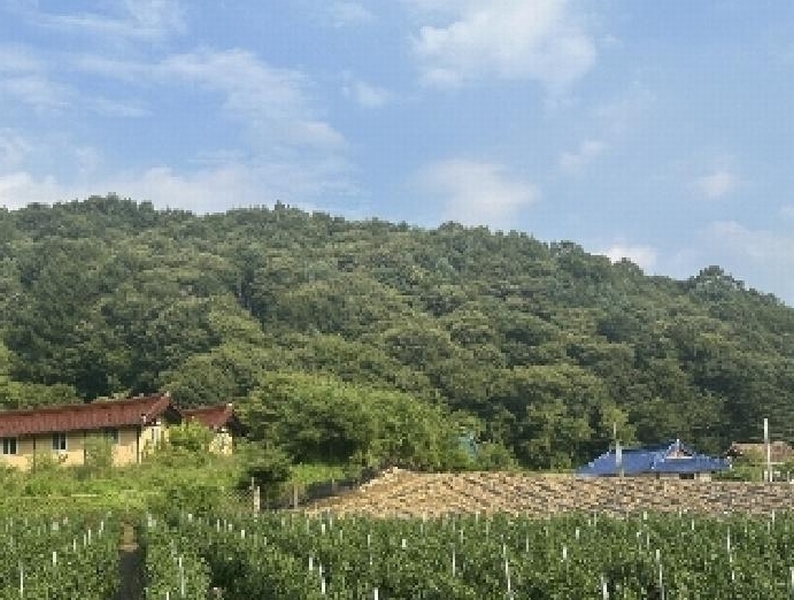 2025타경51614 충청북도 괴산군 청안면 운곡리 산29-2 임야 경매 이미지