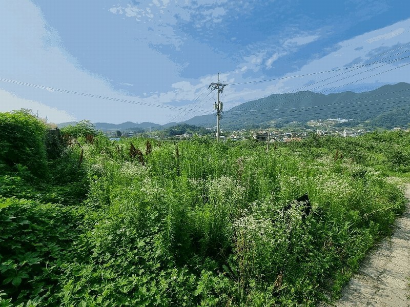 2025타경1241 충청북도 충주시 안림동 393-3 과수원 경매 이미지