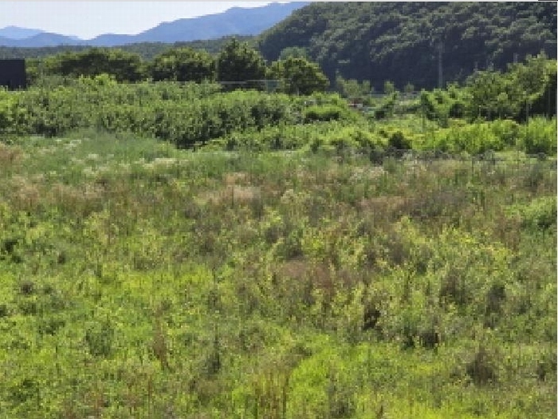 2025타경892 경상북도 영천시 화북면 자천리 501 농지 경매 이미지