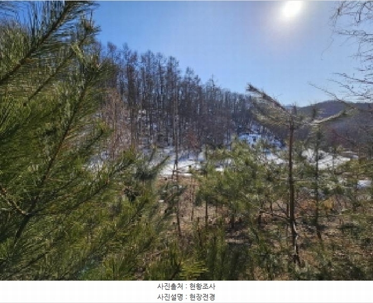 2025타경54322 경기도 용인시 처인구 양지면 평창리 산47 임야 경매 이미지