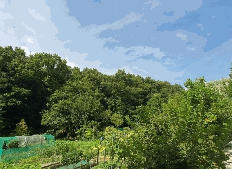 2025타경1464 경기도 용인시 기흥구 공세동 450-135 임야 경매 이미지