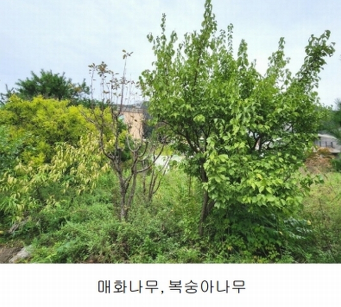 2024타경56622 경기도 광주시 회덕동 156-3 과수원 경매 이미지