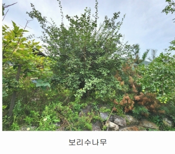 2024타경56622 경기도 광주시 회덕동 156-3 과수원 경매 이미지