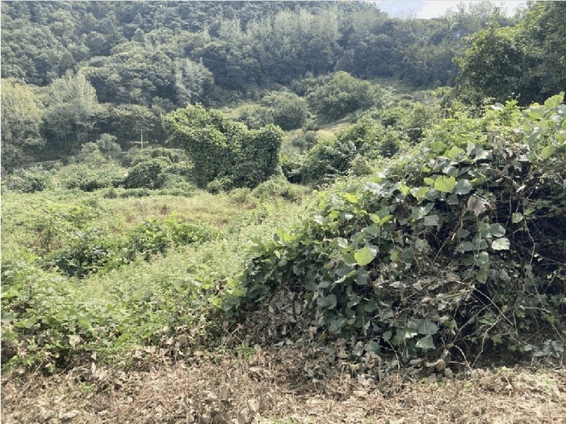 2025타경51795 충청북도 괴산군 괴산읍 서부리 567-5 농지 경매 이미지