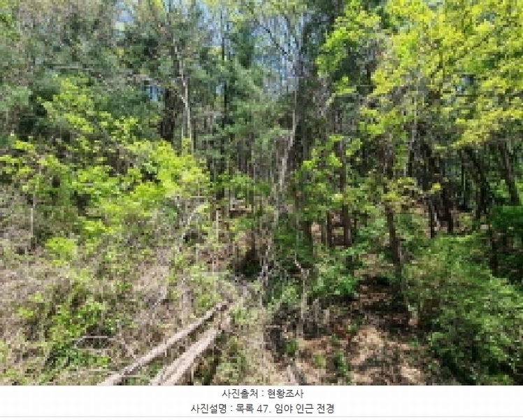 2024타경67240 경기도 광주시 퇴촌면 영동리 산65-29 임야 경매 이미지