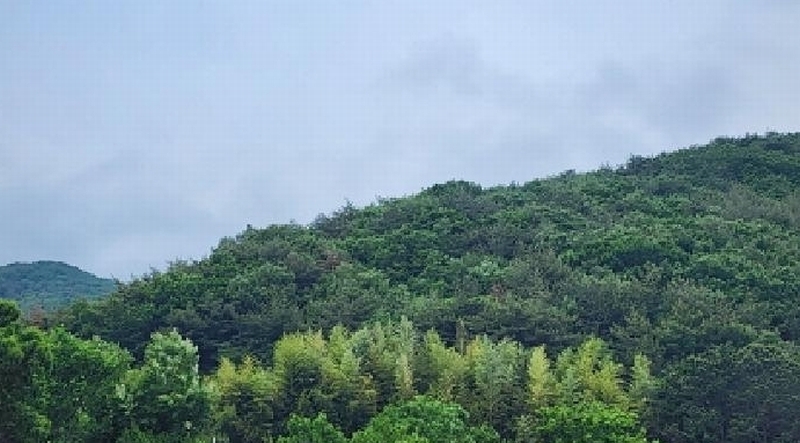 2025타경1100 울산광역시 울주군 웅촌면 은현리 산153-2 임야 경매 이미지