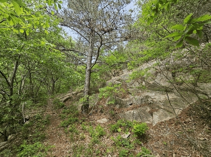 2025타경1100 울산광역시 울주군 웅촌면 은현리 산153-2 임야 경매 이미지