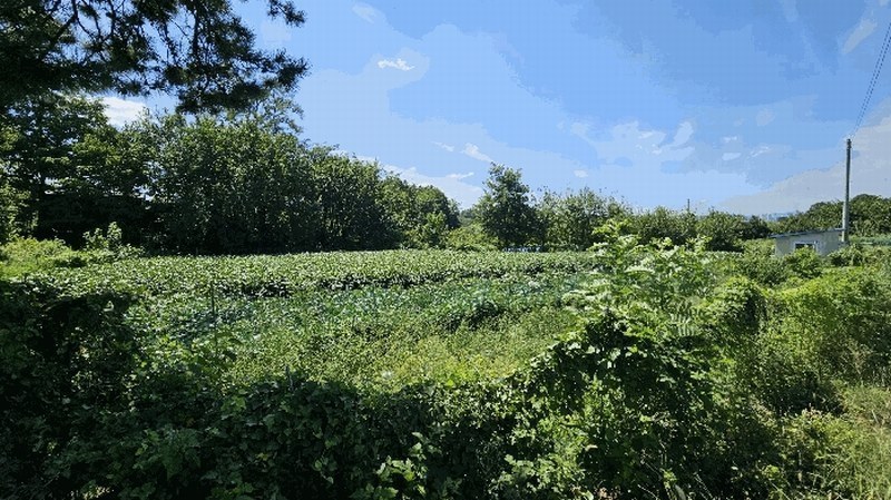 2025타경51660 충청북도 청주시 흥덕구 강내면 사인리 234-6 농지 경매 이미지