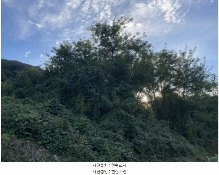 2024타경6023 경기도 성남시 분당구 운중동 573-1 임야 경매 이미지