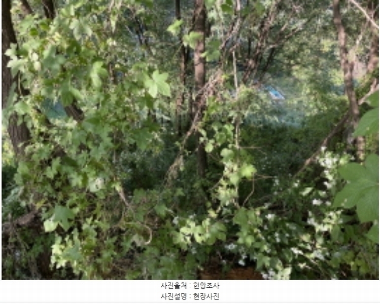 2024타경6023 경기도 성남시 분당구 운중동 573-1 임야 경매 이미지