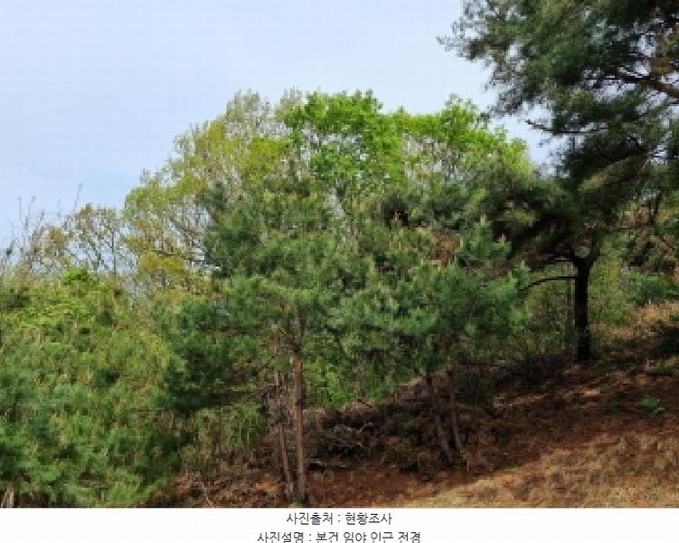 2025타경1452 경기도 광주시 탄벌동 산59-2 임야 경매 이미지
