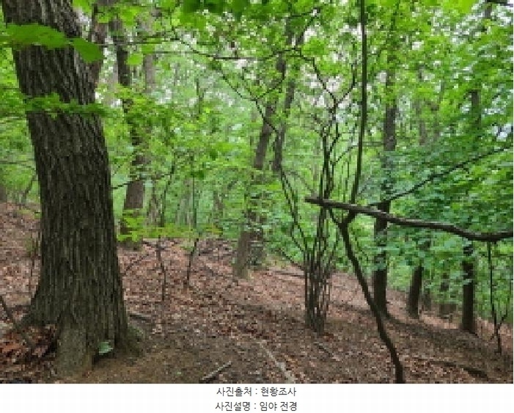 2025타경52270 경기도 광주시 남한산성면 엄미리 산99-1 임야 경매 이미지