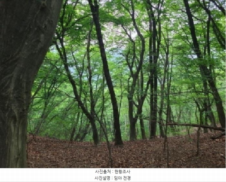 2025타경52270 경기도 광주시 남한산성면 엄미리 산99-1 임야 경매 이미지