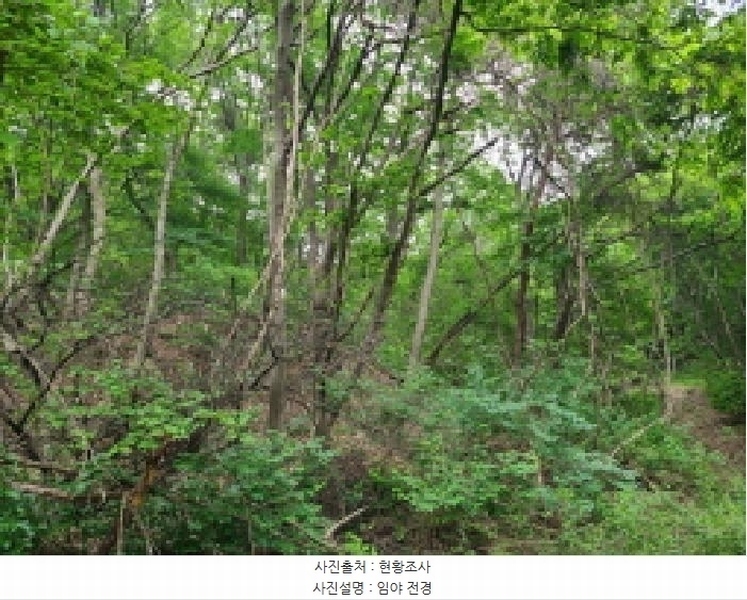 2025타경52270 경기도 광주시 남한산성면 엄미리 산99-1 임야 경매 이미지