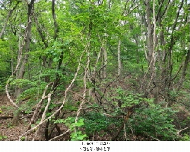 2025타경52270 경기도 광주시 남한산성면 엄미리 산99-1 임야 경매 이미지