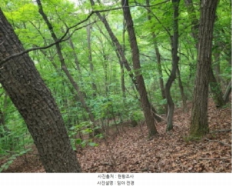 2025타경52270 경기도 광주시 남한산성면 엄미리 산99-1 임야 경매 이미지