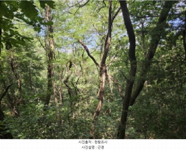 2025타경52855 경기도 시흥시 장현동 산81-4 임야 경매 이미지
