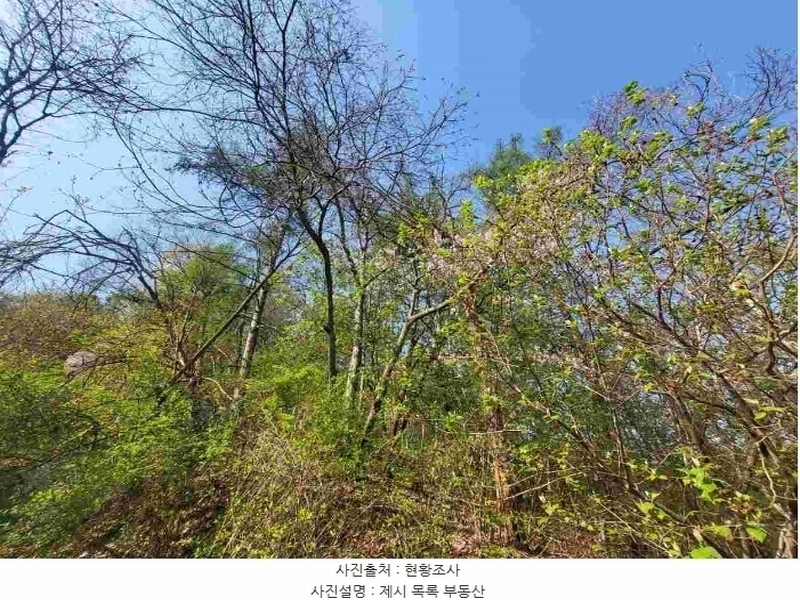 2024타경2024 경기도 여주시 대신면 옥촌리 산7 임야 경매 이미지