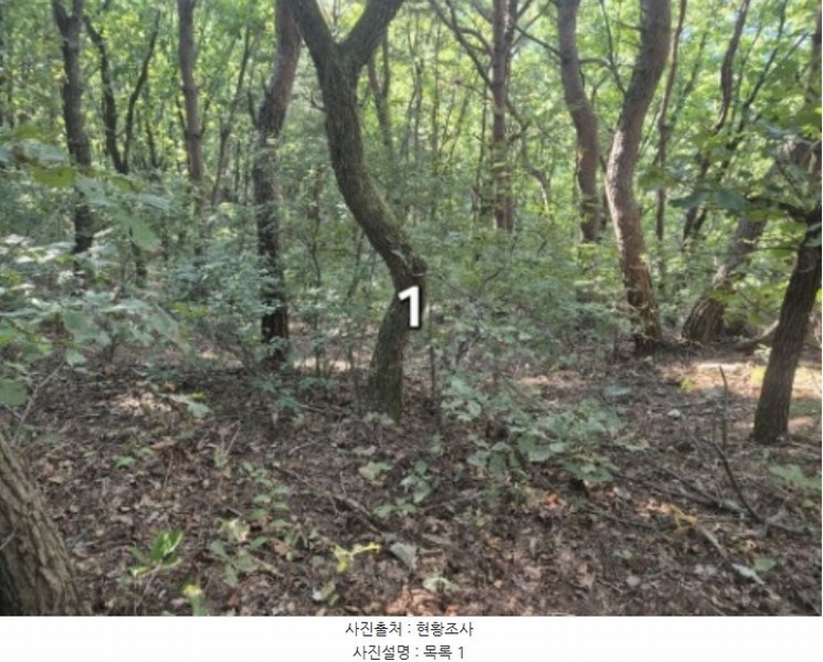 2024타경5122 경기도 양평군 개군면 주읍리 산14-1 임야 경매 이미지