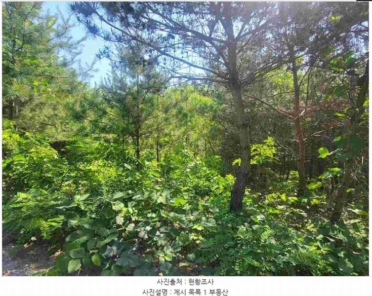 2024타경2895 경기도 양평군 지평면 수곡리 217-4 임야 경매 이미지
