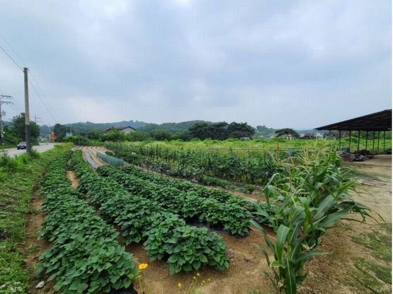 2024타경3591 경기도 양평군 양평읍 창대리 419-2 농지 경매 이미지