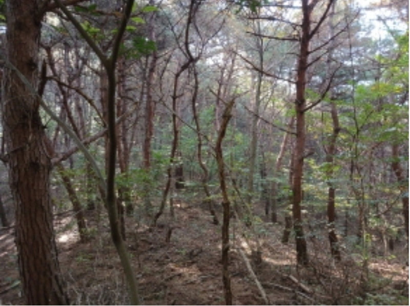 2024타경4341 충청남도 당진시 고대면 옥현리 산298-6 임야 경매 이미지