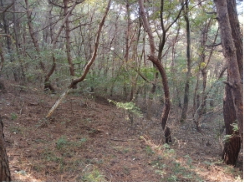 2024타경4341 충청남도 당진시 고대면 옥현리 산298-6 임야 경매 이미지
